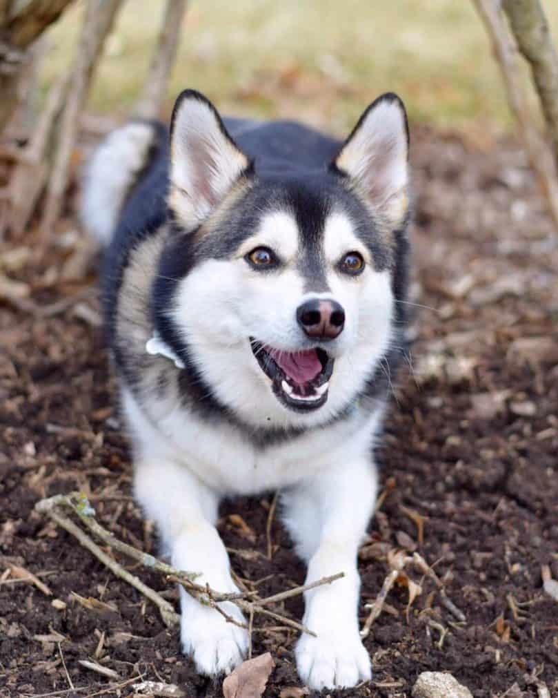 Pomsky laying on the ground