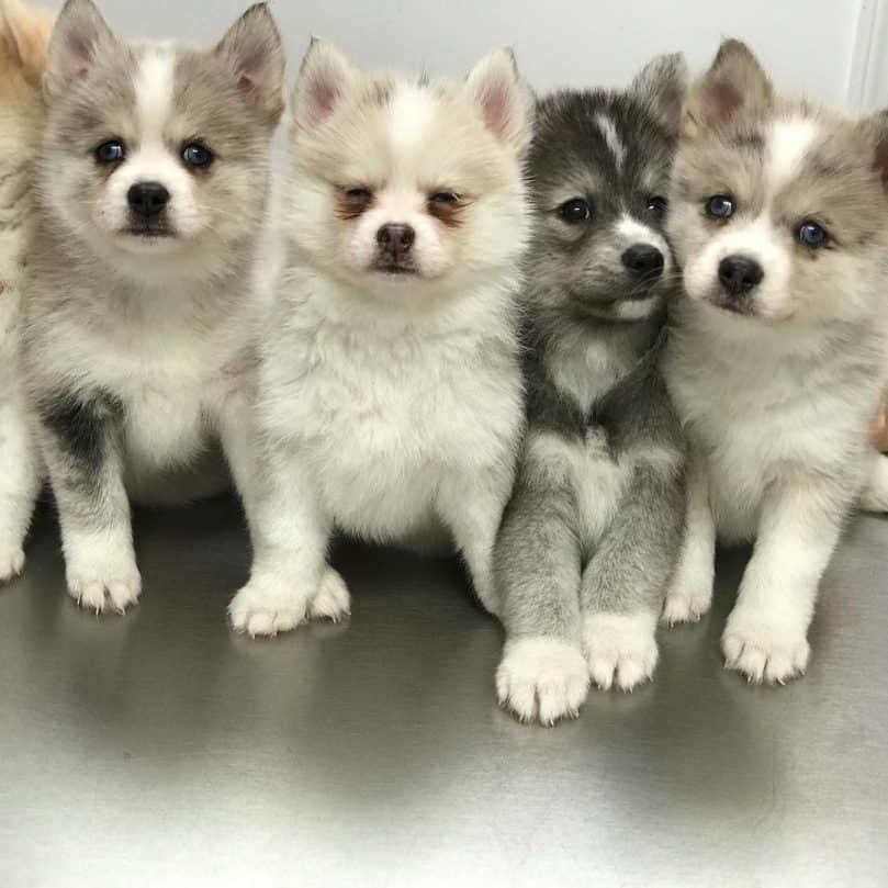 Cute Pomsky puppies in a line