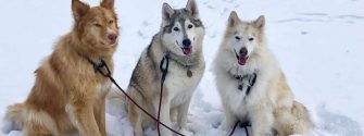 different coat colors of native american indian dog