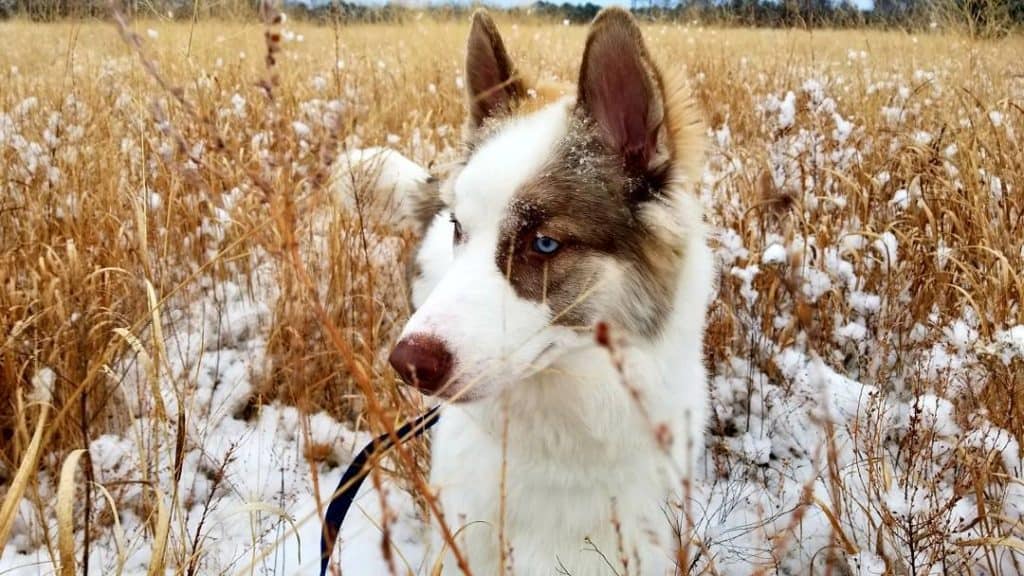 Siberian Indian Dog