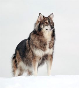 Americab Alsatian in the snow