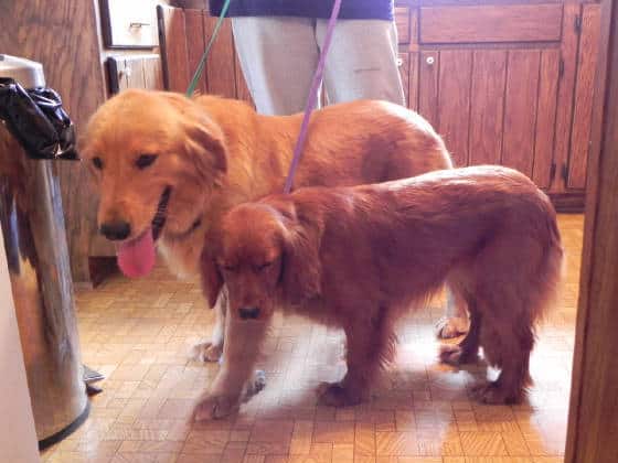 Golden Retriever andMini Golden Retriever size comparison