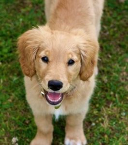 Mini Golden Retriever puppy