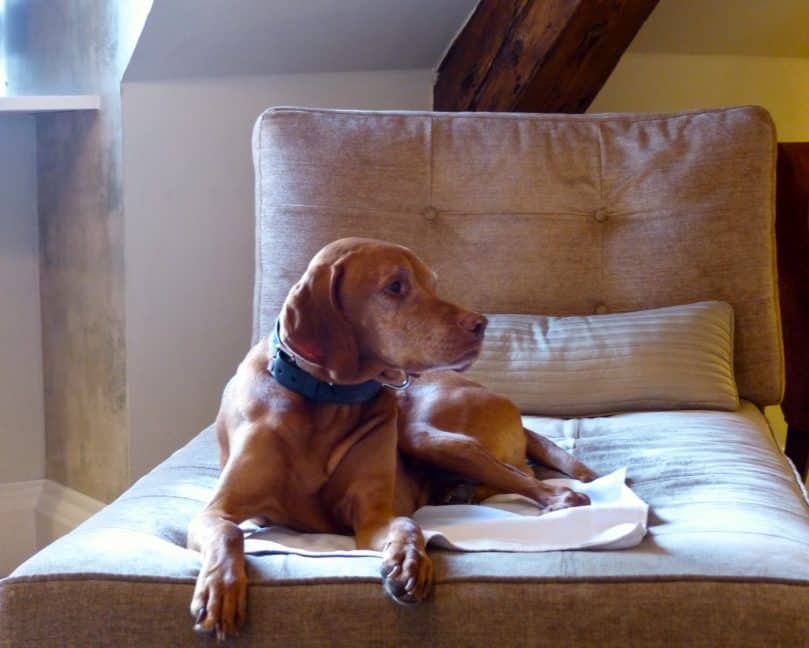 A medium- to large-sized dog sitting on a comfy doggy bed in a dog hotel