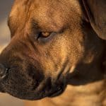 Close up of Boerboel