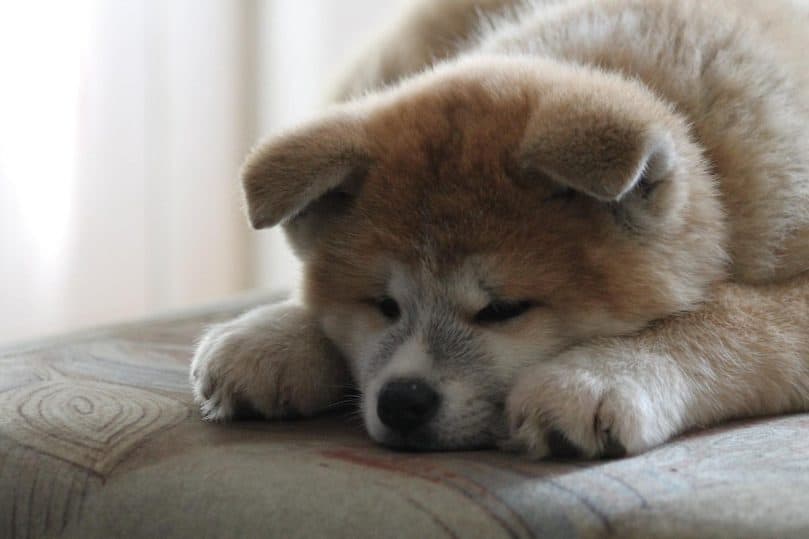 Akita Inu puppy sleeps