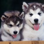 alaskan husky puppies