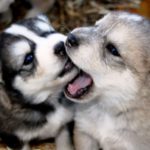 alaskan husky puppies