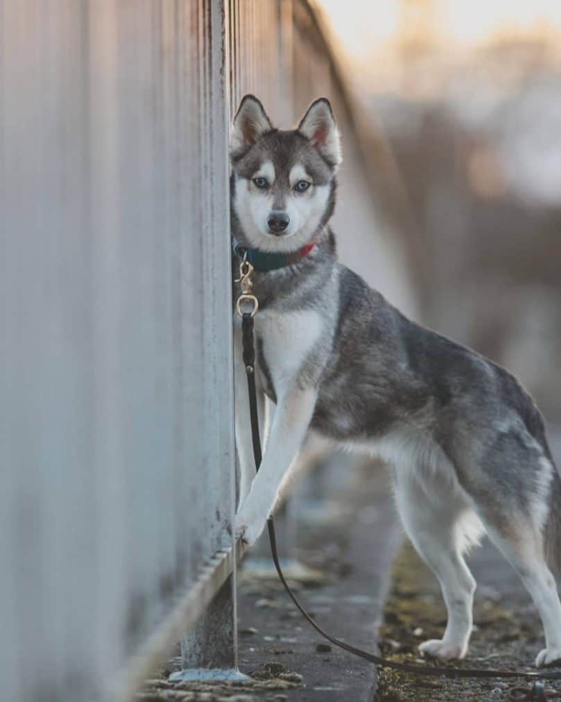 Alaskan Klee Kai looks up