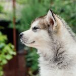 little alaskan malamute puppy in garden