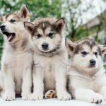 small cute alaskan malamute puppies playing in garden