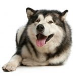 Cheerful malamute lies on a white background