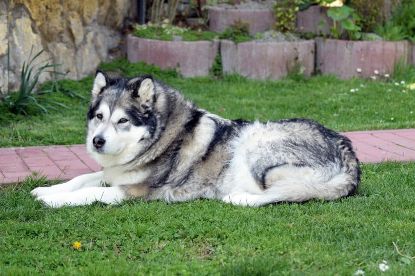 Alaskan Malamute laying outside on the grass