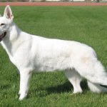 albino german shepherd