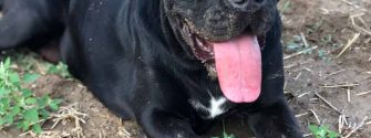 American Bandogge lying in the dirt and panting