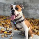 american bulldog pitbull mix sitting on a bench