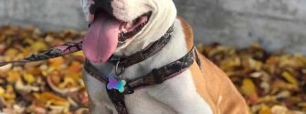 american bulldog pitbull mix sitting on a bench