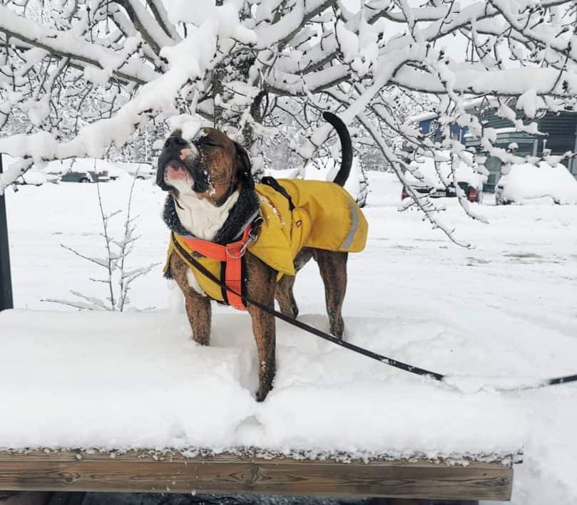 Bulldog Pitbull Mix standing in the snow