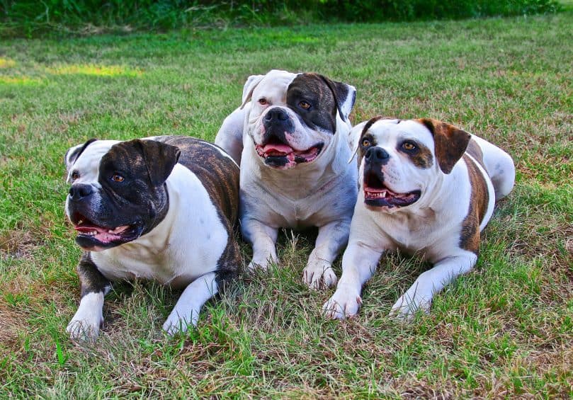 American Bulldogs lying on the grass outside