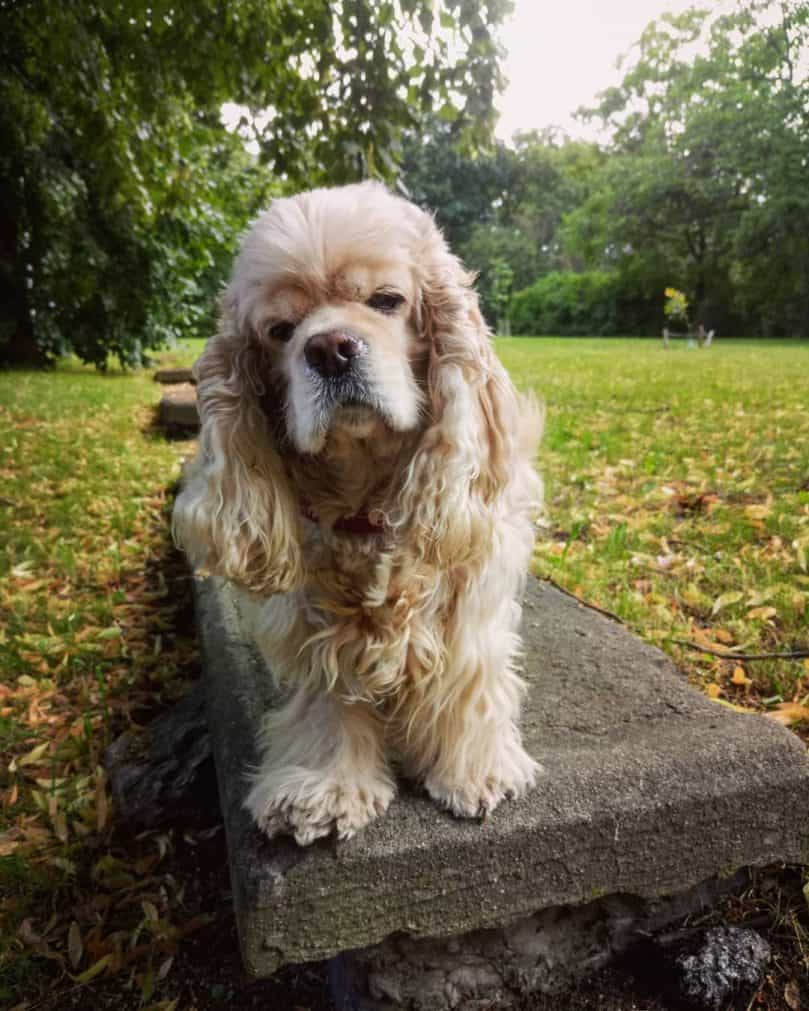 American Cocker spaniel outside