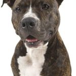 American Pit Bull Terrier