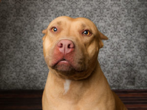 American Pit Bull Terrier