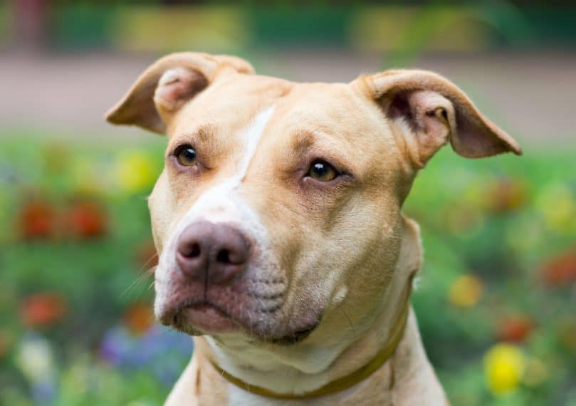 Outdoor Portrait close-up American Pit Bull Terrier