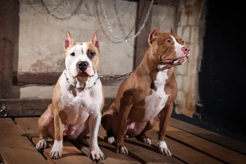 Two American Pitbulls sitting in a room