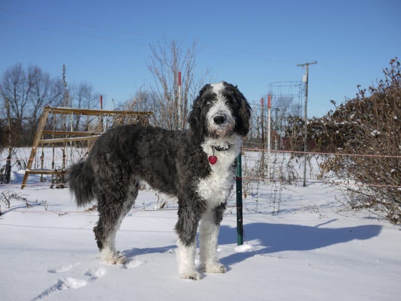 Aussiepoo standing in the snow