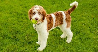 Aussiedoodle