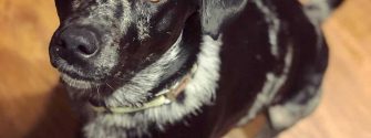 Australian Shepherd Labrador Mix sitting