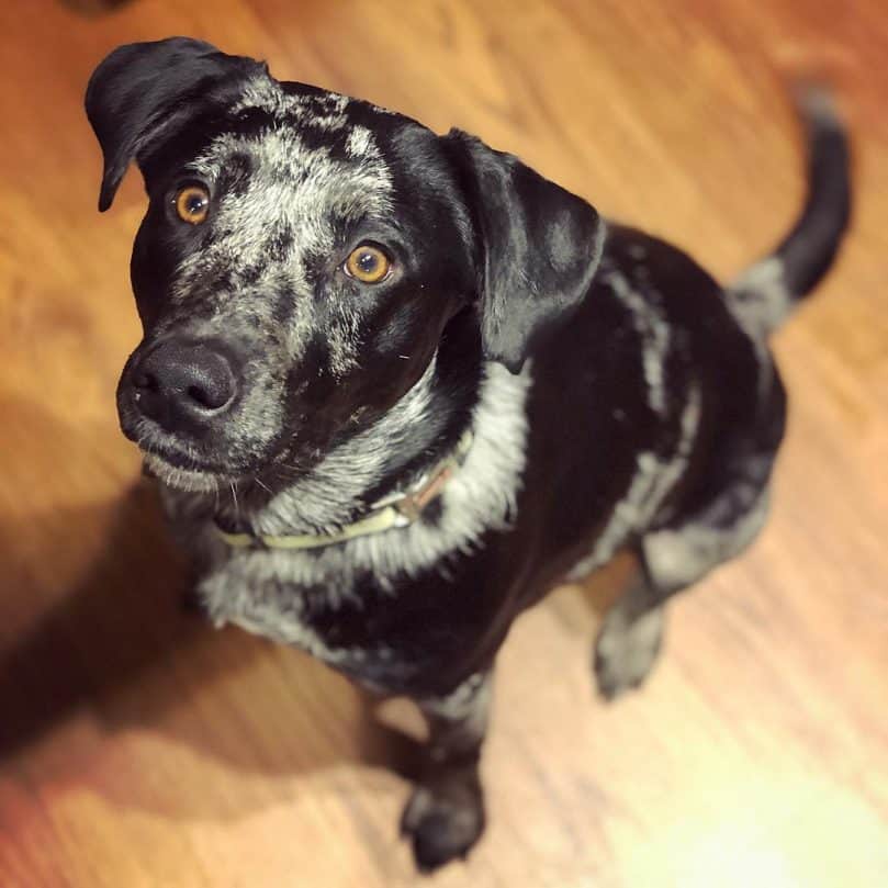 Australian Shepherd Lab Mix sitting