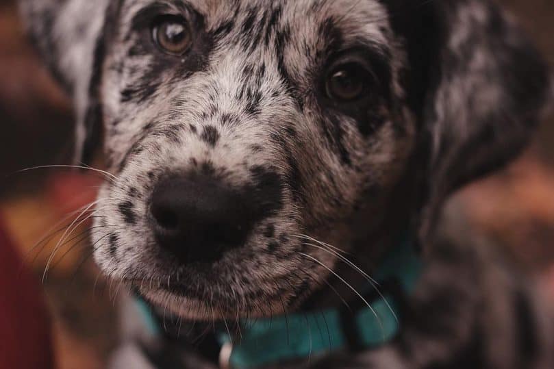 Australian Shepherd Labrador Mix puppy