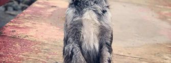 Australian Retriever standing on its hind legs