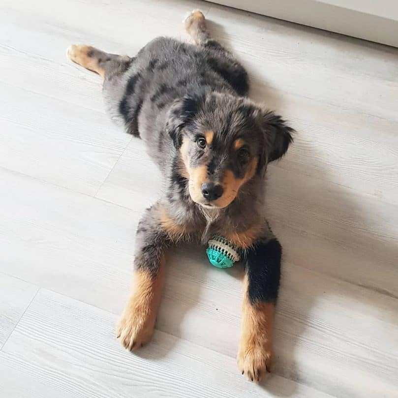 Golden Retriever Aussie mix puppy laying on the floor