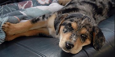 Australian Shepherd Lab Mix also known as Aussiedor or Aussie Lab Mix