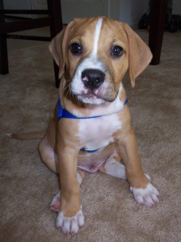 A Beabull puppy sitting down