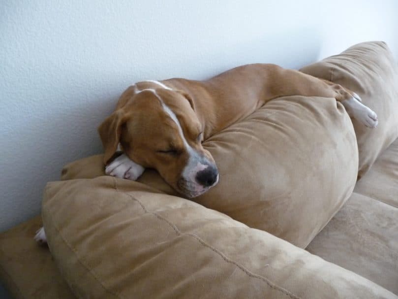 An adult Bulldog Beagle Mix sleeping on the couch