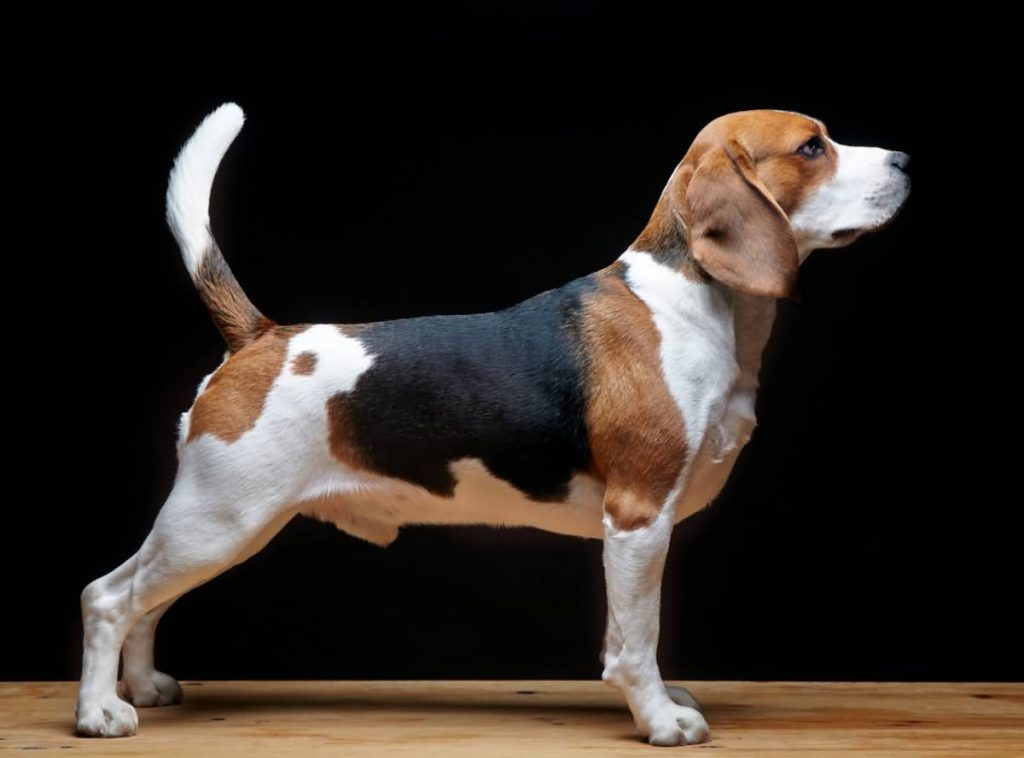 Beagle dog on black background