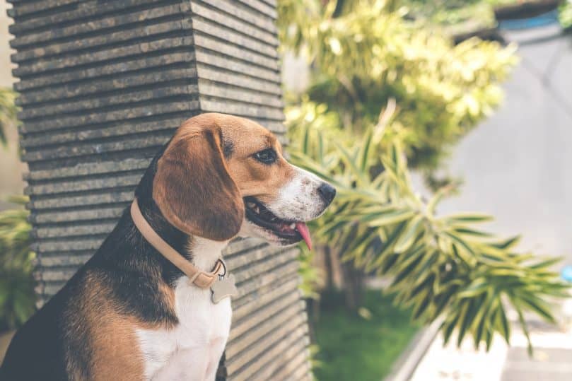 Beagle relaxing outside on a sunny day