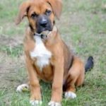 beagle boxer mix