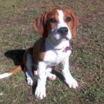 beagle boxer mix