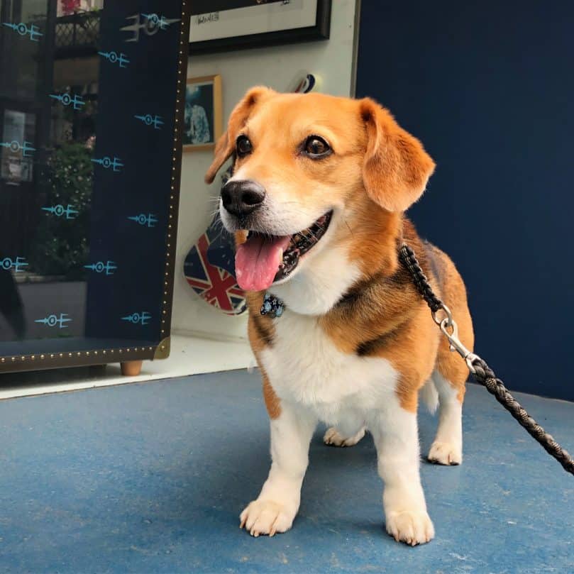 Beagle Corgi Mix looking happy while out for a walk