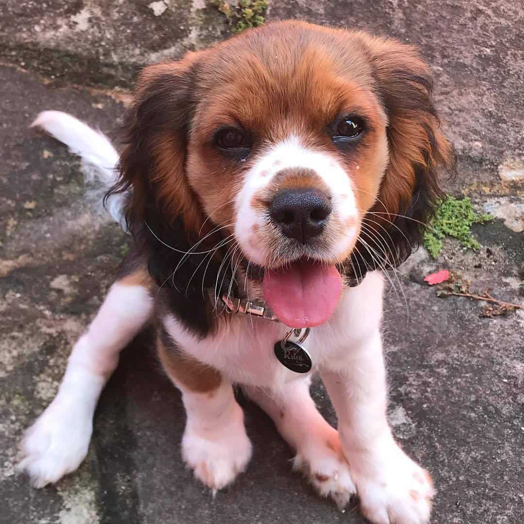 Beagle Cavalier mix sitting