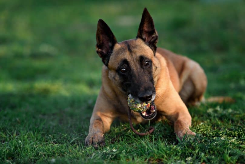 belgian malinois chewing on tennis ball outside