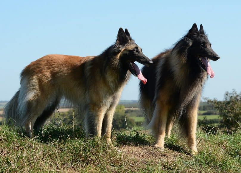 Two Belgian Tervurens outside