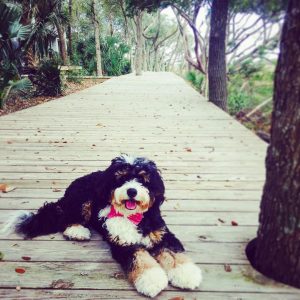 Bernedoodle