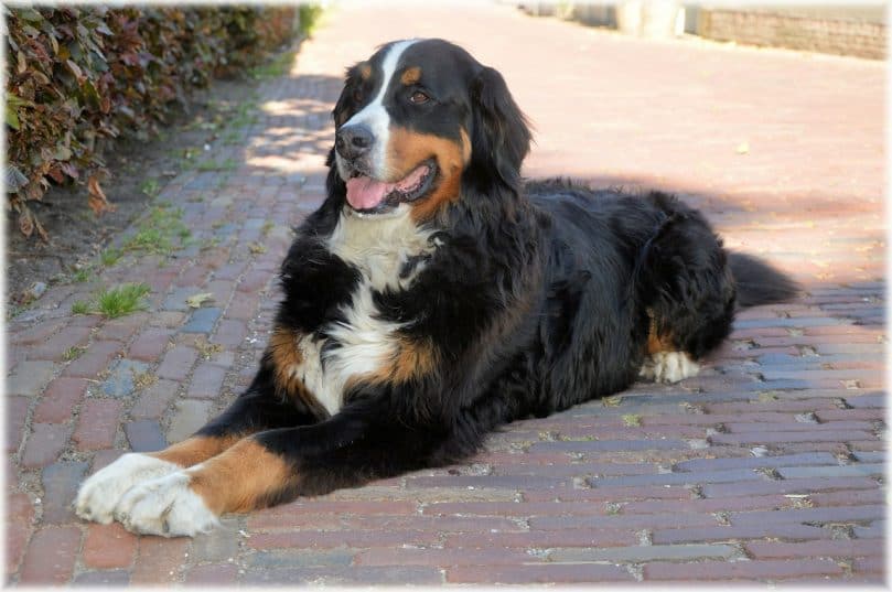 Bernese Mountain Dog relaxing outside on a sunny day