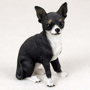 black chihuahua