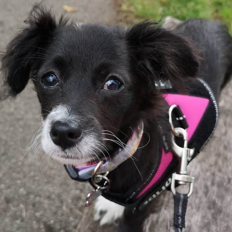 Chipoo out for a walk